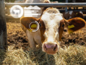 Cow with RFID chip and infographics. Herd management concept.